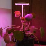 Bitki LED lamba 5V USB FULLSPECTRUM Bitki Yetiştirme - Bitki Geliştirme Lambası Halka  8W