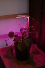 OrionLed Bitki LED Lamba 5V USB Tam Spektrumlu Bitki Yetiştirme Lambası 8W Pembe - Görsel 3