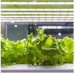 Bitki Led Aydınlatma, Sera, Hidroponik Bitki Aydınlatma, Sera Led Aydınlatma