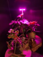 OrionLed Bitki LED Lamba 5V USB Tam Spektrumlu Bitki Yetiştirme Lambası 8W Pembe - Görsel 5