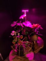 OrionLed Bitki LED Lamba 5V USB Tam Spektrumlu Bitki Yetiştirme Lambası 8W Pembe - Görsel 6