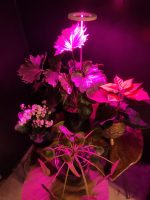 Bitki LED lamba 5V USB FULLSPECTRUM Bitki Yetiştirme - Bitki Geliştirme Lambası Halka  8W - Görsel 5