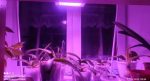 OrionLed bitki geliştirme lambası - 20 w tüketim 200w gücünde ışık performansı - Görsel 3
