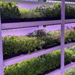OrionLed Flora C Serisi Bitki Geliştirme Aydınlatması