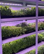 OrionLed Flora C Serisi Bitki Geliştirme Aydınlatması